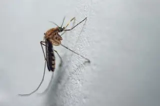 Culiseta annulata