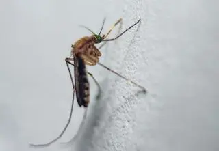 Owad na przynęcie i szok w całym kraju