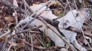 "Każdy ruch zwierząt powodował, że pętle się zaciskały". Jeden z psów nie przeżył  