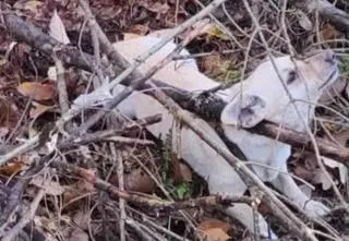 "Każdy ruch zwierząt powodował, że pętle się zaciskały". Jeden z psów nie przeżył  