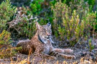 Ryś iberyjski (Lynx pardinus)