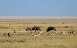 Zwierzęta w Parku Narodowym Etosha w Namibii