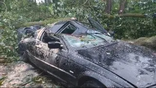 Drzewo runęło na auto 