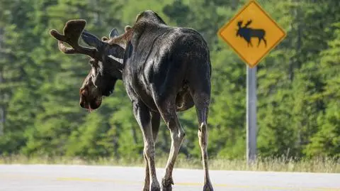 Alaska. Łoś na drodze