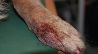 TOZ szuka właściciela psa