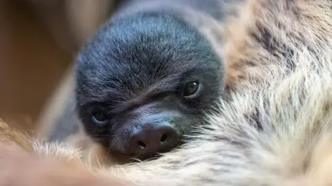 Narodziny leniwca w łódzkim Orientarium