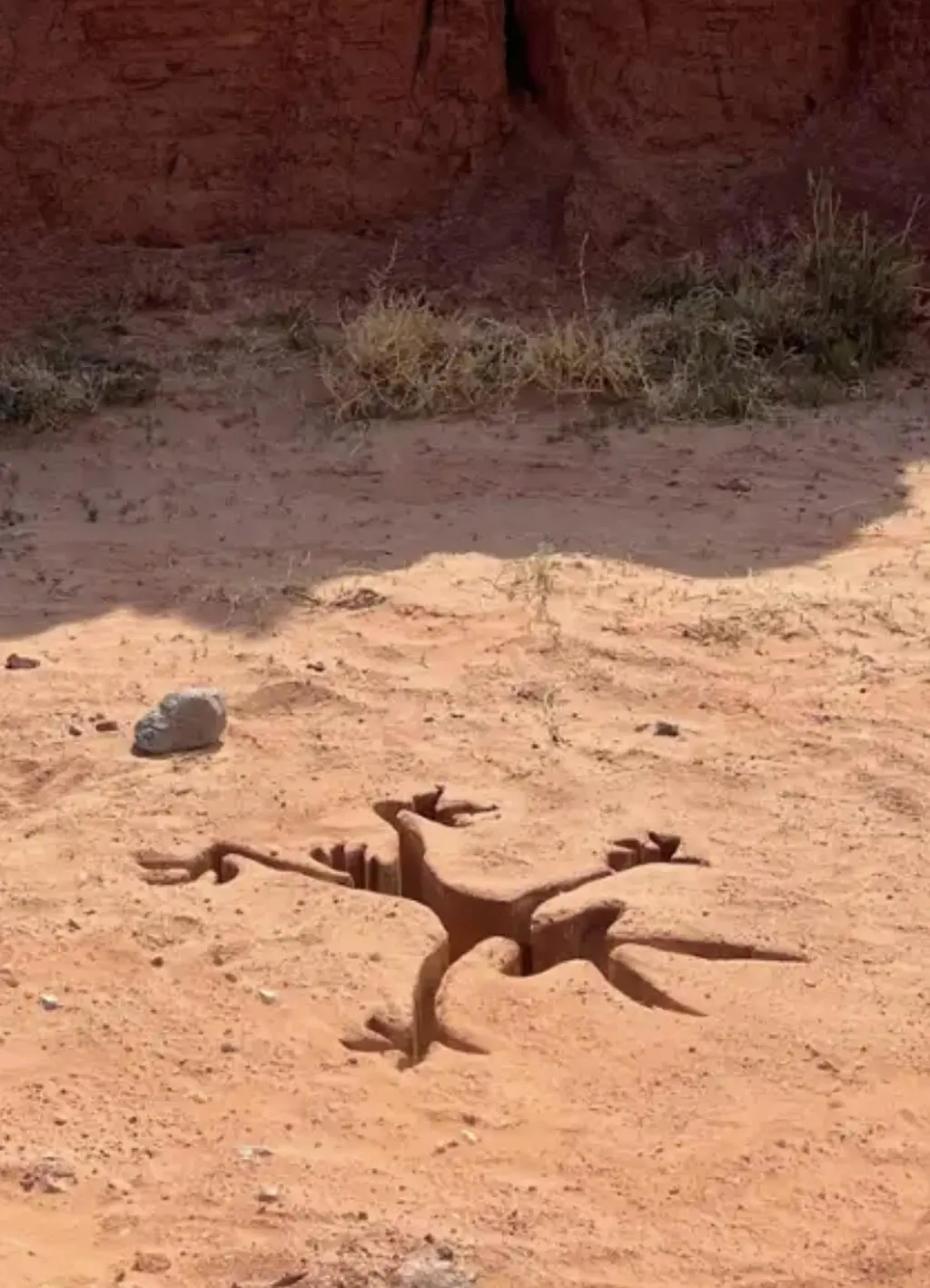 Coyote vs Acme