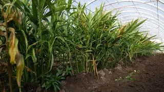 Naukowcy sprawdzają, czy rośliny skutecznie przyjęły się w naszych warunkach klimatycznych