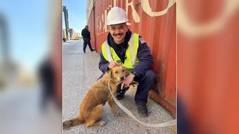 Pies uratowany z morskiego kontenera. Spędził w nim co najmniej tydzień