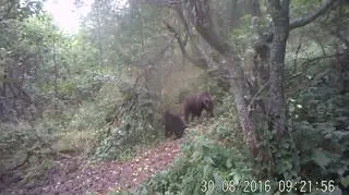Fotopułapka uchwyciła rodzinę niedźwiedzi