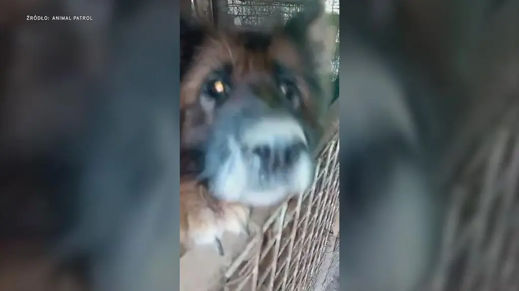 Klatka kluczowa-217821