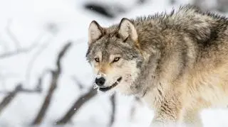 "Sposób, w jaki zabito 1478F, był szczególnie haniebny"