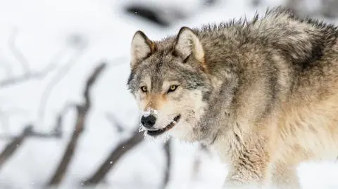 shutterstock_2581717995_1