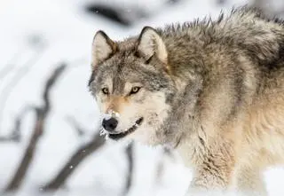 "Sposób, w jaki zabito 1478F, był szczególnie haniebny"