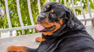 Psy rasy rottweiler mogą ważyć nawet ponad 60 kilogramów (zdjęcie ilustracyjne)