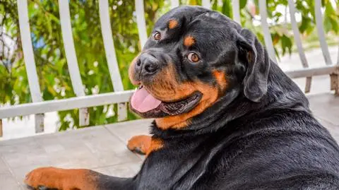 Rottweiler shutterstock_723412717_1