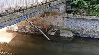 Lis siedział pod mostem na betonowym murku