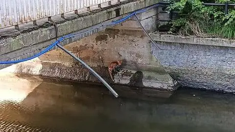Lis siedział pod mostem na betonowym murku