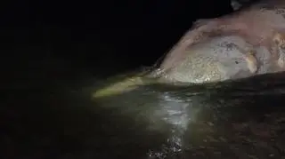 Morski ssak ma 7m i 30cm długości
