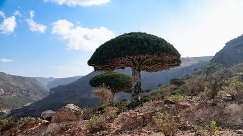 Socotra Sokotra