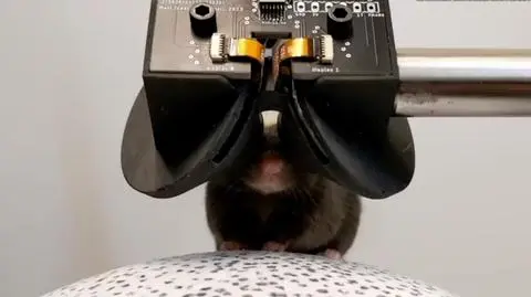 Co wspólnego mają gogle VR dla myszy z leczeniem alzheimera?