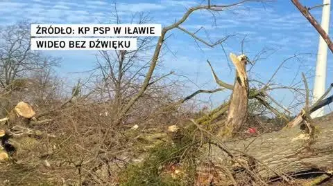 drzewa