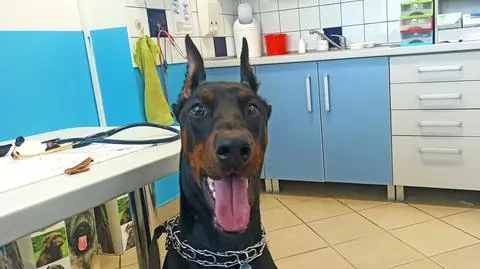 Tim u weterynarza dzień po porwaniu