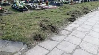 Na cmentarz weszły dziki. Trwa usuwanie szkód