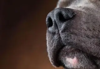 Pies w typie amstaffa ugryzł sześcioletnią dziewczynkę