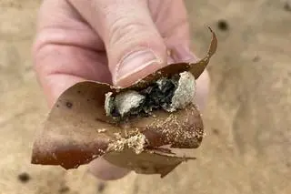 Zamknięcie plaż w Sydney z powodu tajemniczych kulek wyrzuconych na brzeg 