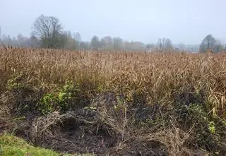 Nowa atrakcja turystyczna czy nowy "Miś"? Spór o bardzo stary, zarośnięty staw