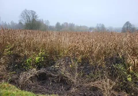 Nowa atrakcja turystyczna czy nowy "Miś"? Spór o bardzo stary, zarośnięty staw
