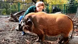 Dzikan rzeczny ze Starego Zoo (2017 r.)