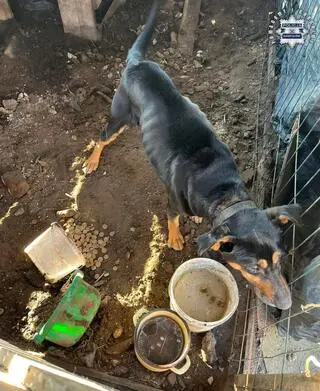 Pies został odebrany właścicielowi