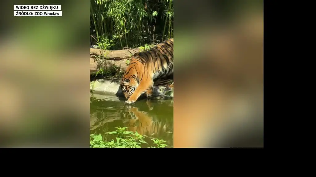 ZOO TIGER