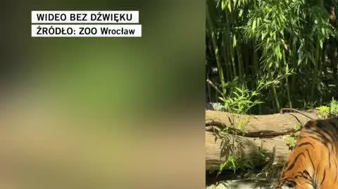 ZOO TIGER