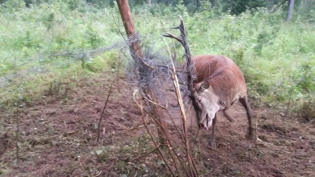 Jeleń w tarapatach 