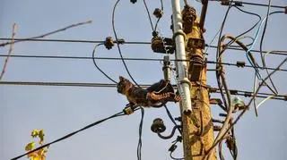 Ze zgłoszenia wynikało, że kot na słupie energetycznym spędził dwa dni