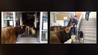 "Przyszedł do urzędu skarbowego zapłacić podatki zwierzętami". Co to za historia