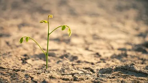 Susza (zdjęcie poglądowe)