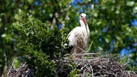 Bocian w gnieździe