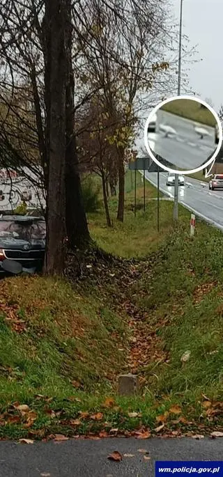 Łabędzie na jezdni, kierowca zjechał z drogi i uderzył w drzewo