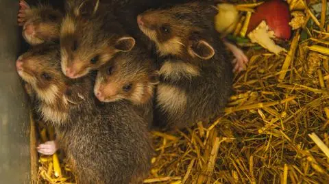 Pięć chomików europejskich przyszło na świat w ZOO Wrocław