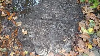 Droga w lesie umocniona płytami. Nagrobnymi?