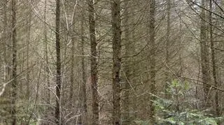 Drzewo do usunięcia