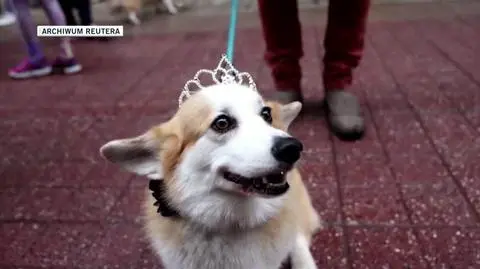 corgi