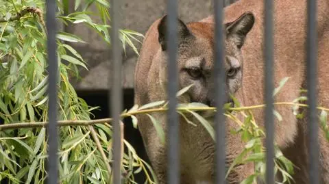 Puma Nubia w śląskim ogrodzie zoologicznym