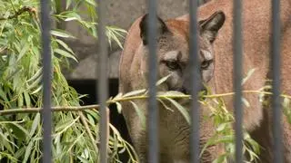Puma Nubia w śląskim ogrodzie zoologicznym