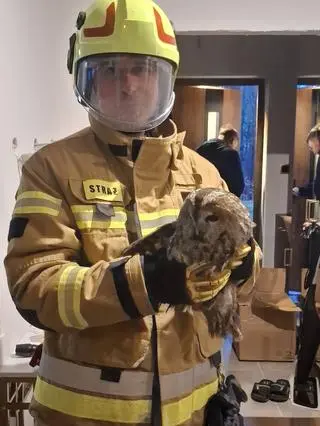 Strażakom udało się wydostać sowę z komina