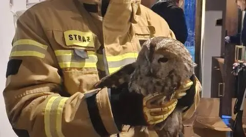 Strażakom udało się wydostać sowę z komina
